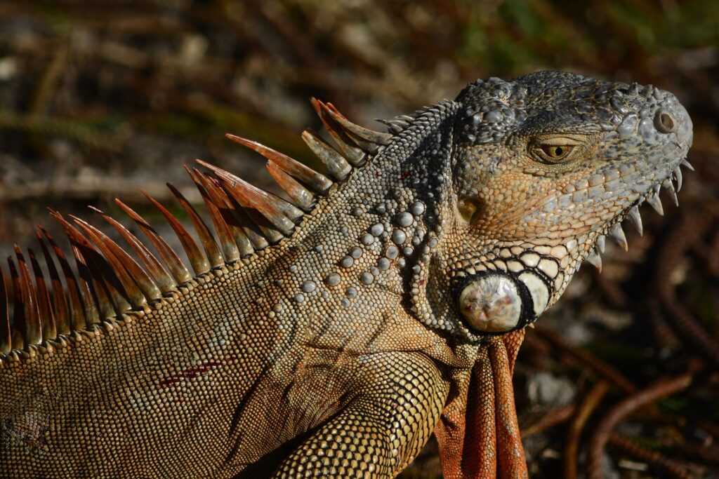 Iguana adulta inclinada de lado