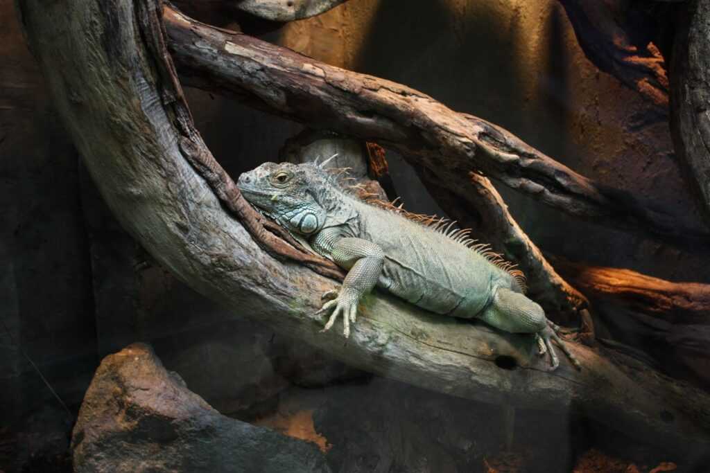 Iguana en un terrario