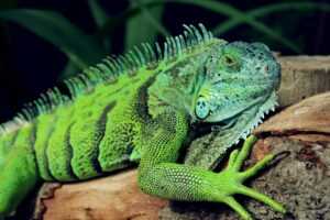 Iguana verde