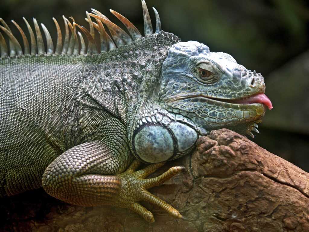 Iguana enseñando su lengua