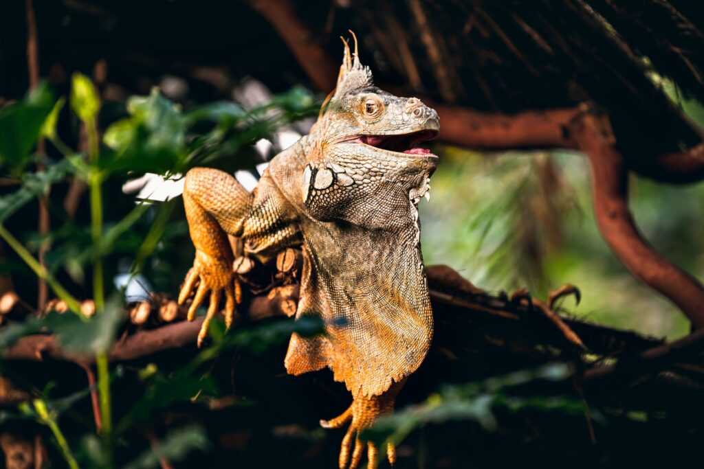 Iguana marrón y gris sobre una rama de un árbol