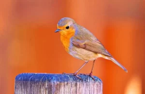 Ave tropical Petirrojo europeo (Erithacus rubecula)