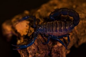 Eco escorpión exotico arábigo de cola gorda (Androctunus crassicauda)