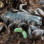 Eco escorpión exótico emperador Mozambique (Pandinus viatoris)
