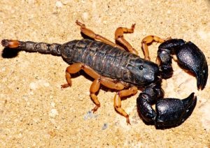 Eco escorpión exótico excavador de cola corta (Opisthacanthus asper)