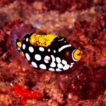 Eco pez exotico ballesta payaso - Balistoides conspicillum
