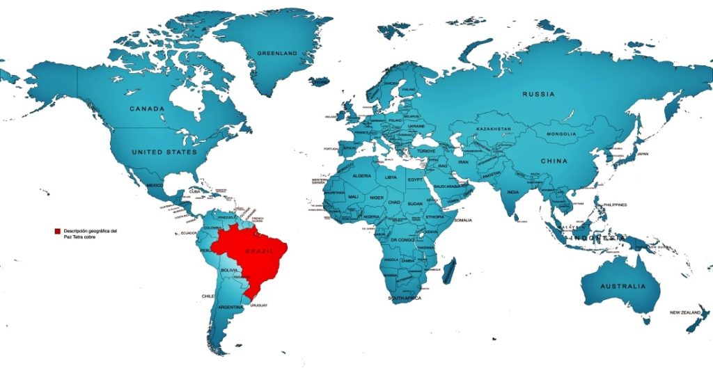 Eco Descripción geográfica del exótico Pez Tetra cobre