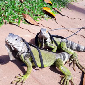 Las iguanas son insólitos animales exóticos domésticos