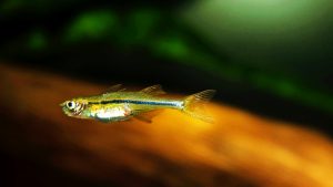 Peces Rasbora Kubotai compatibles peces exóticos barbo de sumatra