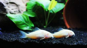 Peces corydoras compatibles con el exótico pez monja