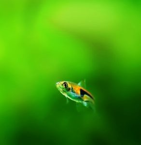 Peces trigonostigma espei compatibles con peces exóticos barbo de sumatra