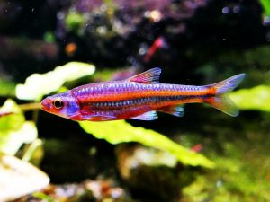 Exótico Pez Barbo payaso (Notropis chrosomus)