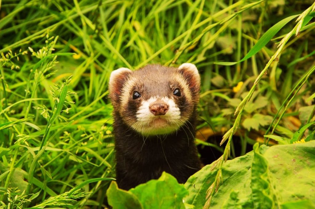 contacto con tierra evita muchas enfermedades en animales domésticos exóticos