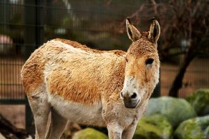 Exótico Asno salvaje asiatico (Equus hemionus)