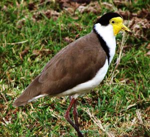 Ave tropical Avefría militar (Vanellus miles)