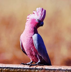 Ave tropical Cacatúa Galah (Eolophus roseicapilla)