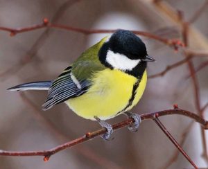 Ave tropical Carbonero común (Parus major)