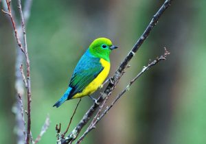 Exótica ave Clorofonia verde-azul (Chlorophonia cyanea)