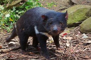 Exótico Demonio de Tasmania (Sarcophilus harrisii)