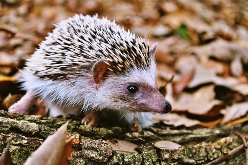 Exótico Erizo africano pigmeo (Atelerix albiventris)