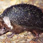 Exótico Erizo de Brandt (Paraechinus hypomelas)