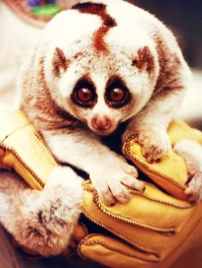 Exótico Loris perezoso (Nycticebus bengalensis)