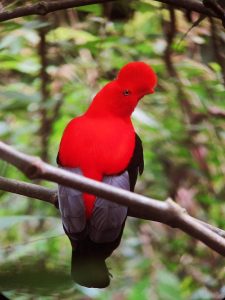 Ave tropical Gallito de las rocas guayanés (Rupicola rupicola)