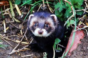 Exótico Hurón europeo (Mustela putorius)