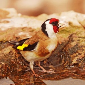 Ave tropical Jilguero europeo (Carduelis carduelis)