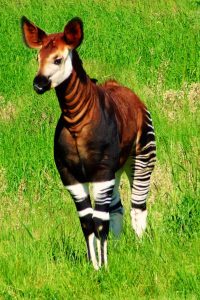 Mamífero exótico Okapi (Okapia johnstoni)