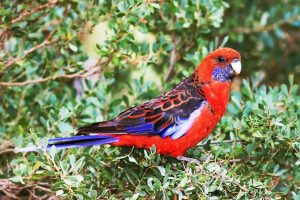 Pájaro tropical Perico elegante (Platycercus elegans)