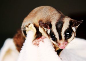 Exótico Petauro del azúcar (Petaurus breviceps)