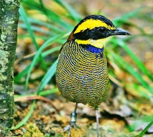 Pájaro tropical Pita barrada de Java (Hydrornis guajanus)