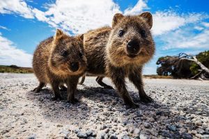 Exótica Quokka (Setonix brachyurus)