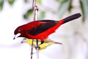 Pájaro Tropical Tangara dorsirroja (Ramphocelus dimidiatus)