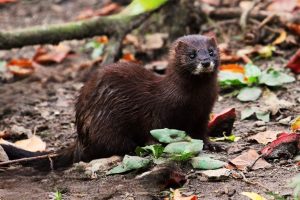 Exótico Visón europeo (Mustela lutreola)