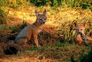 Exótica Zorrita del desierto (Vulpes macrotis arsipus)