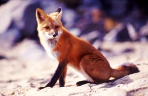 Exótico Zorro Rojo (Vulpes vulpes)