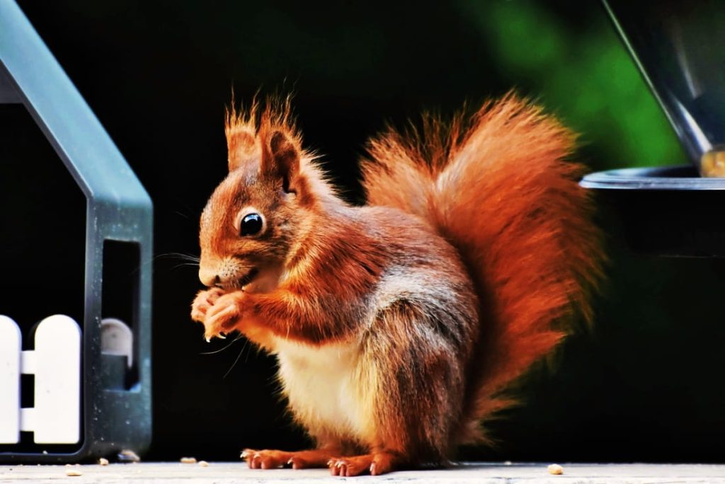 Ardillas son mamíferos exóticos idóneos como mascota