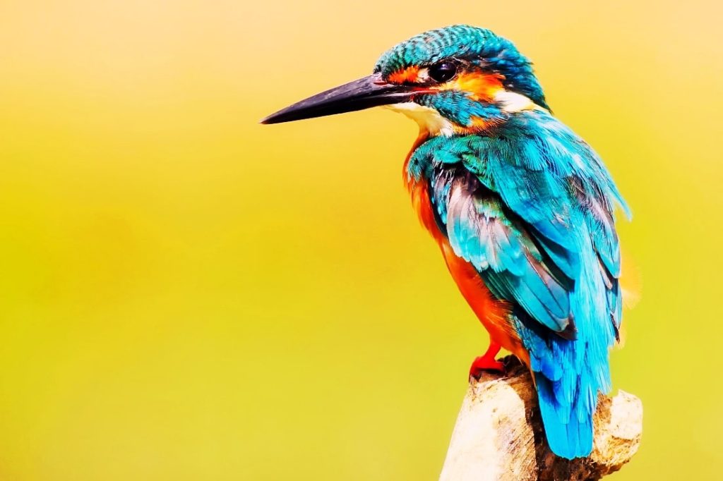 aves exóticas domina su eco cuidado